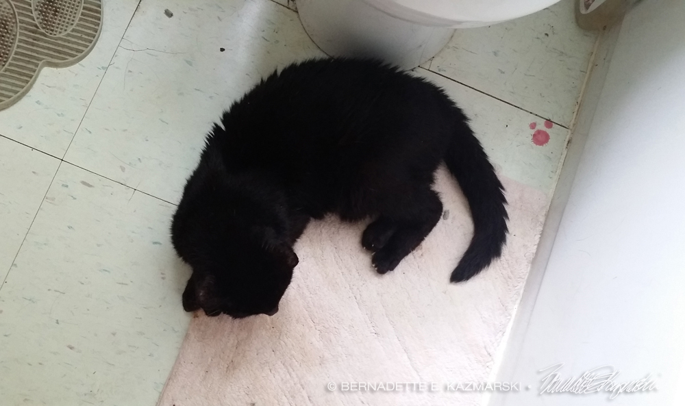 black cat with cataract