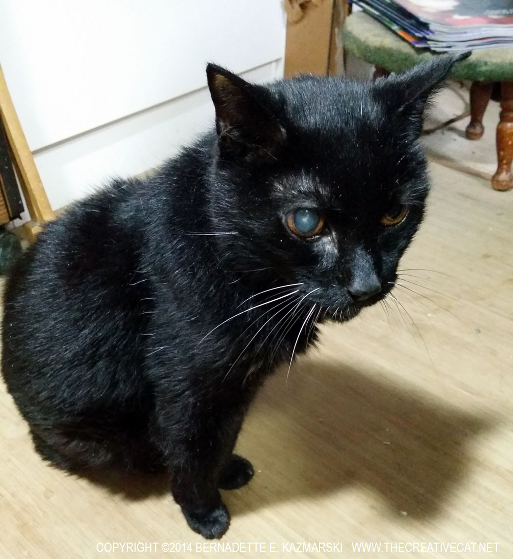 black cat with cataracted eye