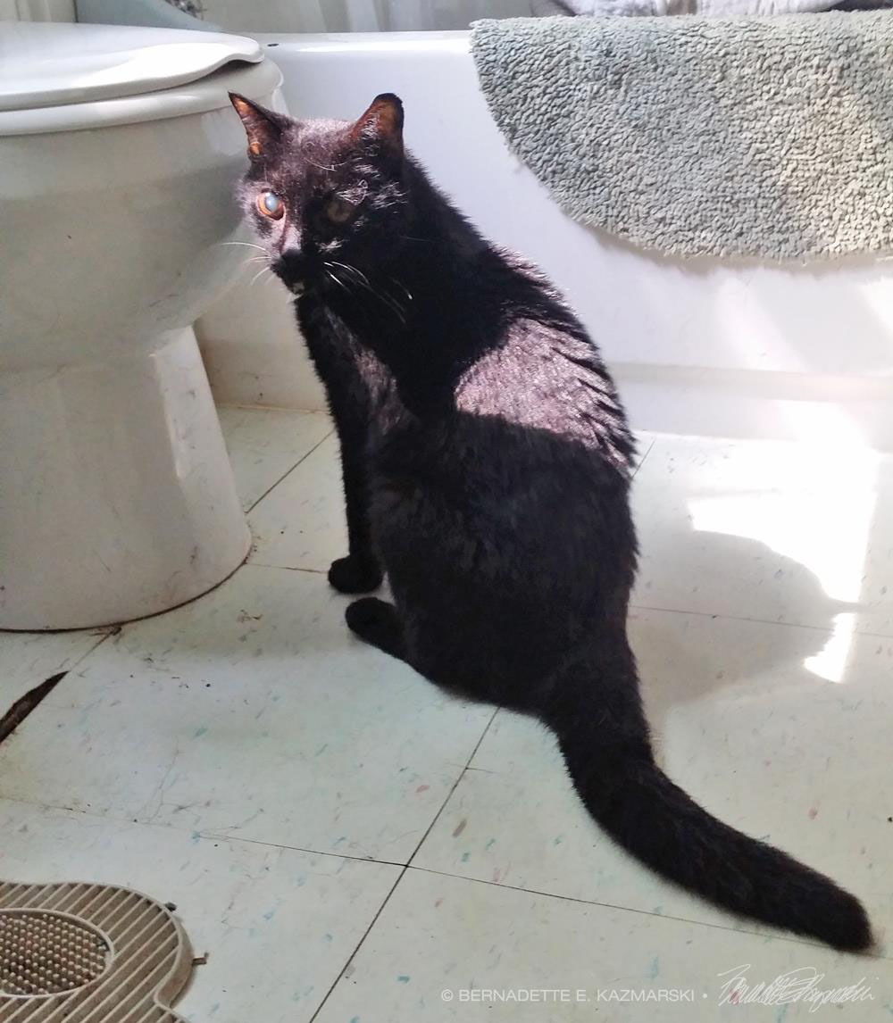 black cat by toilet