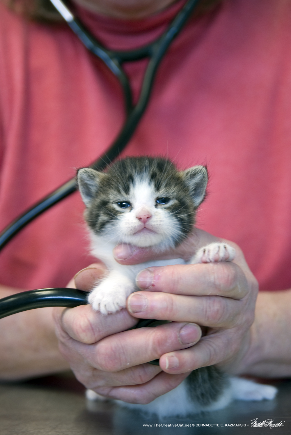 Kitty O gets her tiny kitten heart and lungs checked with a big kitty stethoscope.