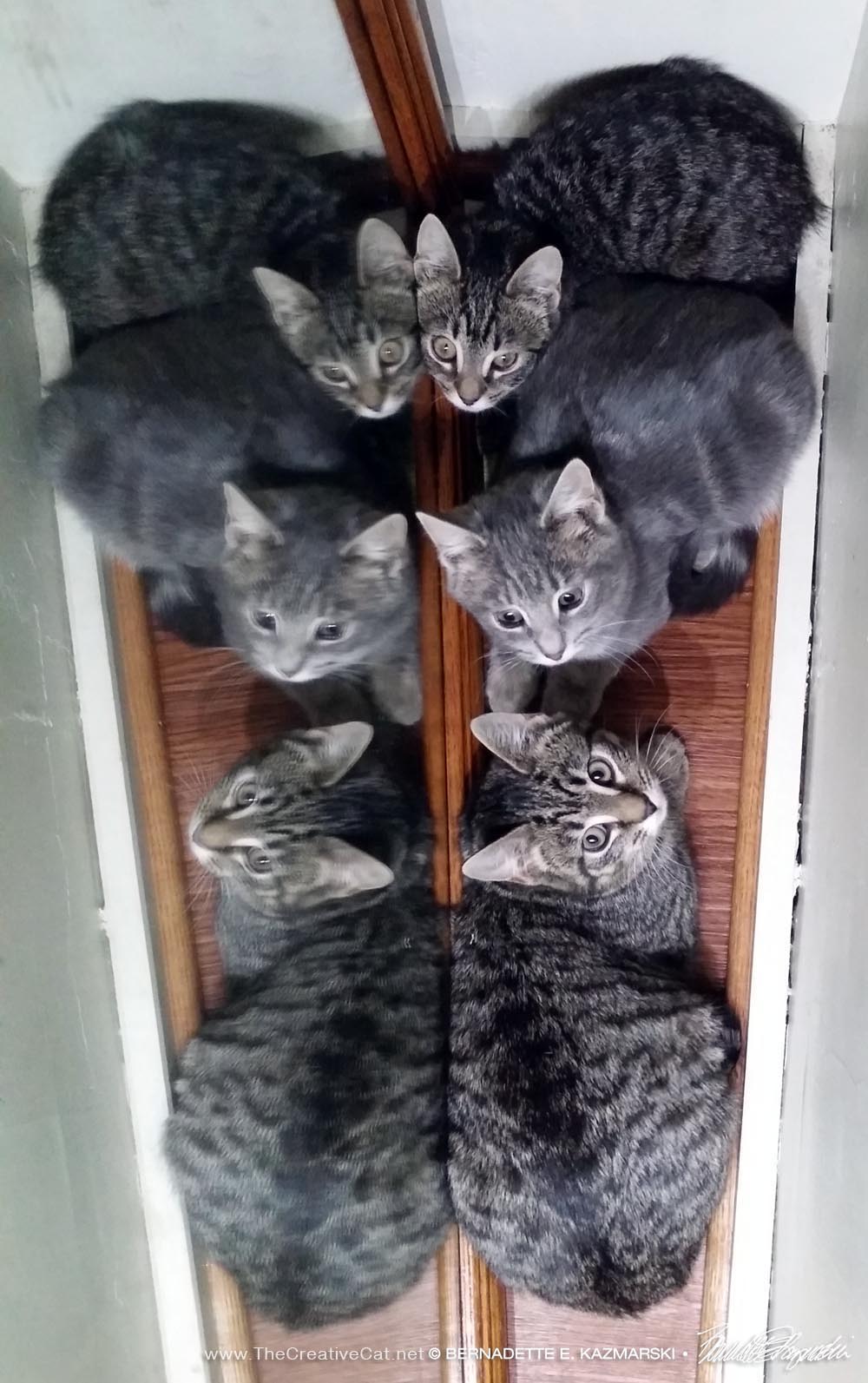 Kittens lined up and reflecting in a mirror.