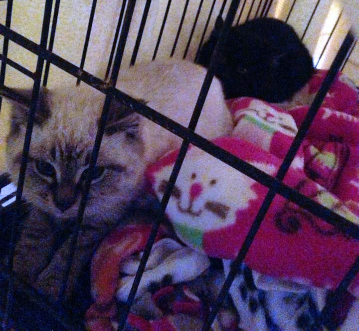 two kittens in cage