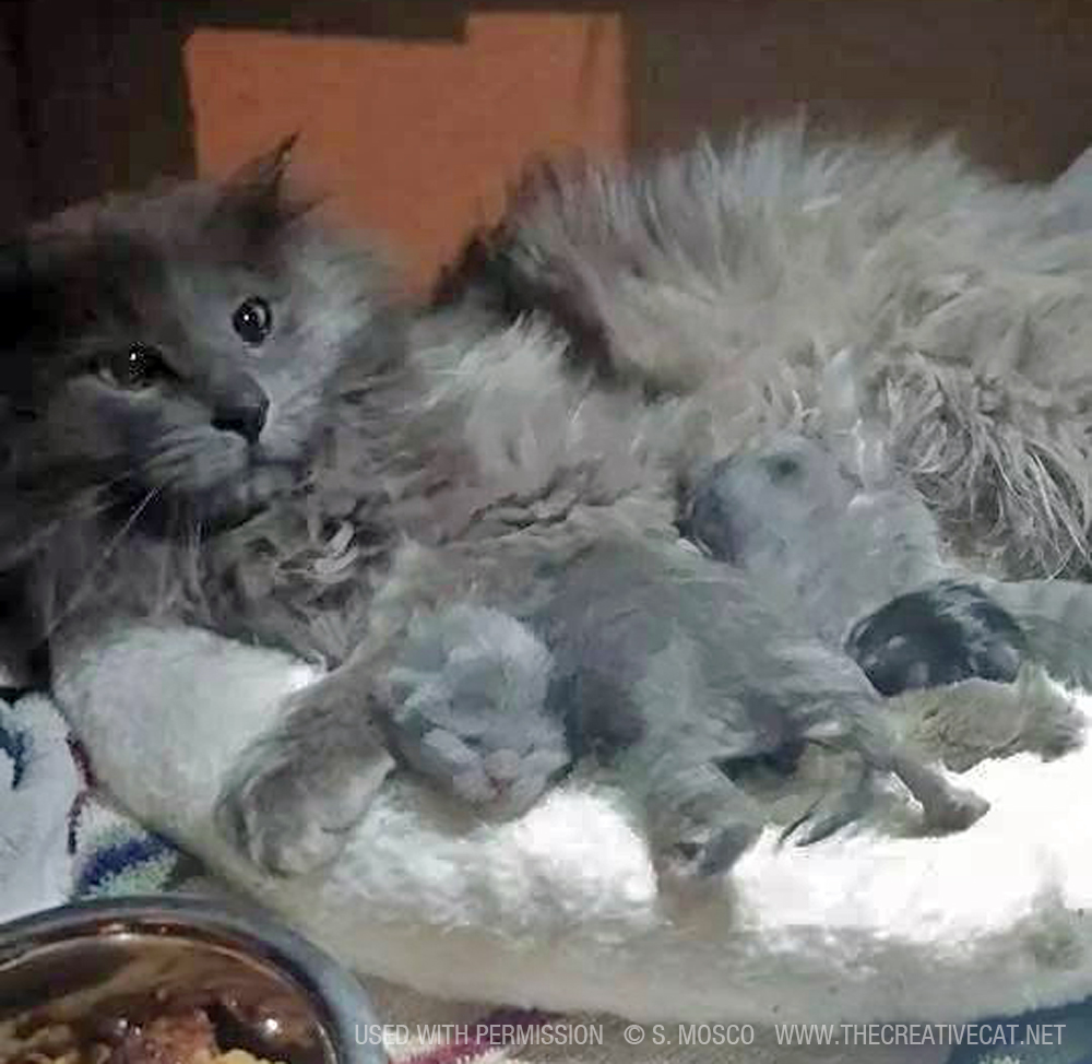 Mama kitty reunited with her kittens.