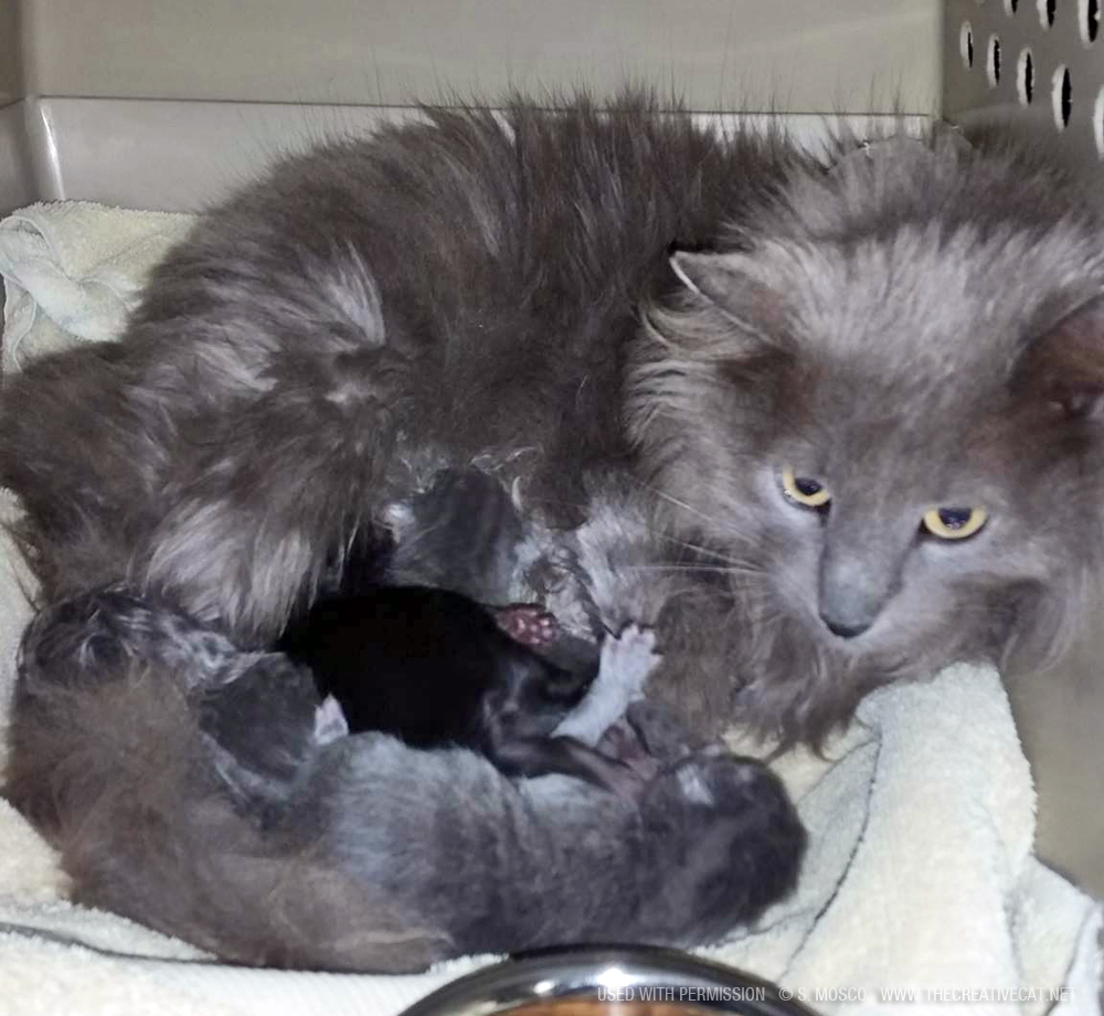 The kittens back with their mom in the carrier.