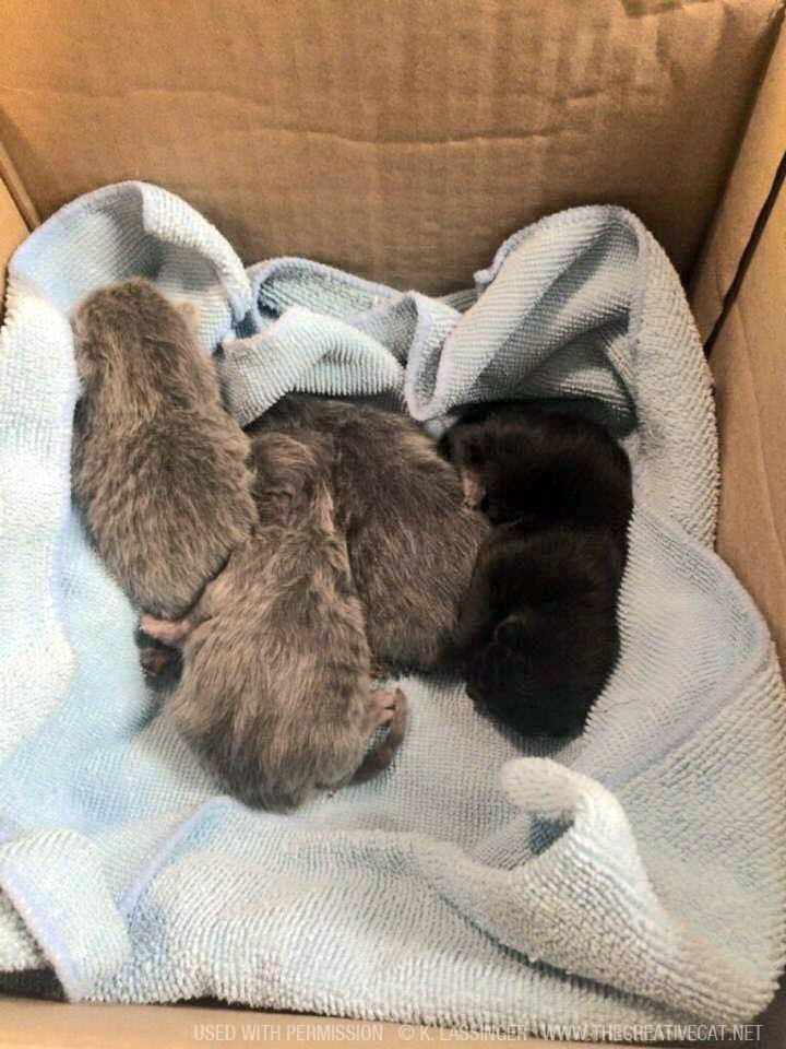 The four kittens safe in a box while the rescuer looks for her mother.