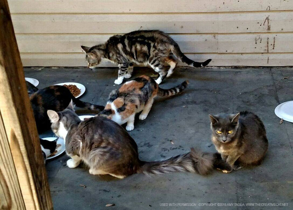 Some of the cats eating.
