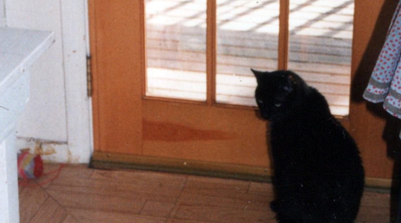 black cat at door