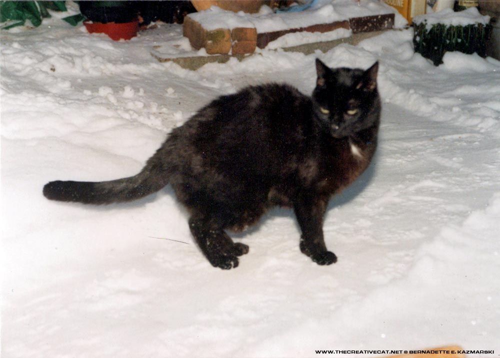black cat in snow