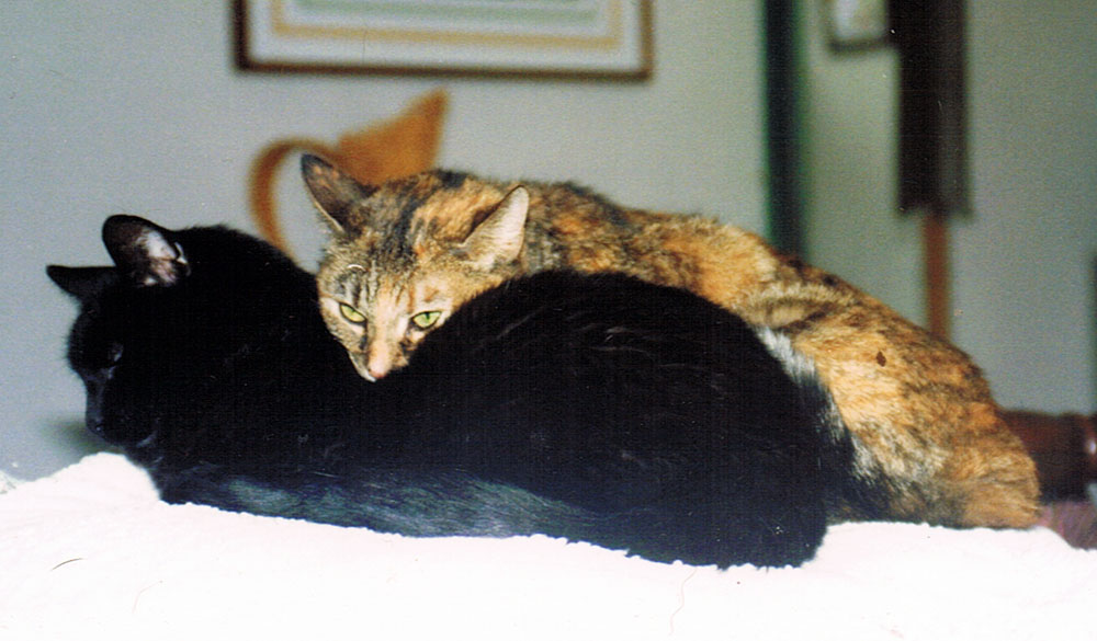 black cat and torbie cat