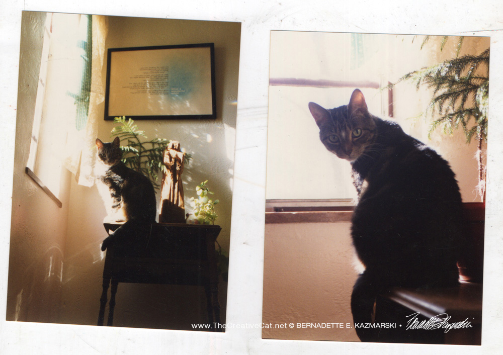 Two photos of Stanley.