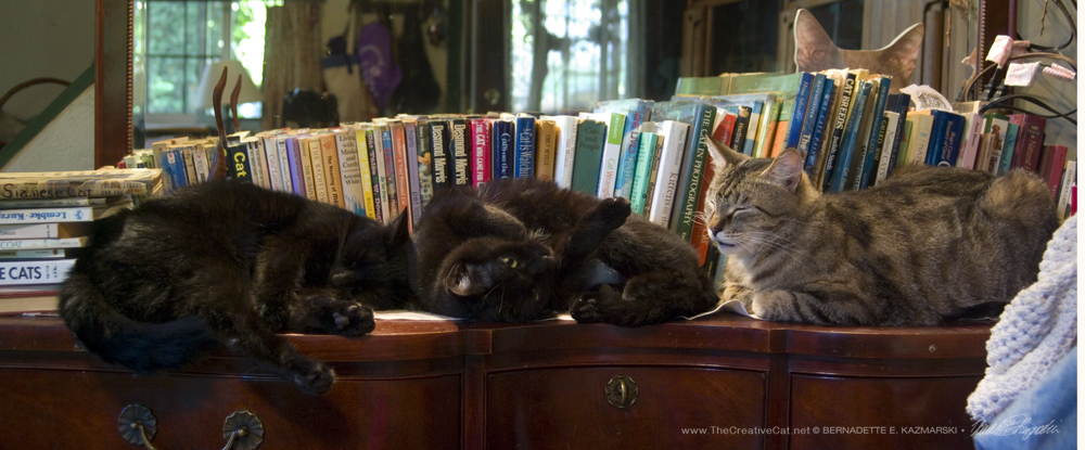Mr. Sunshine, Jelly Bean and Dickie in my cat book library in 2010