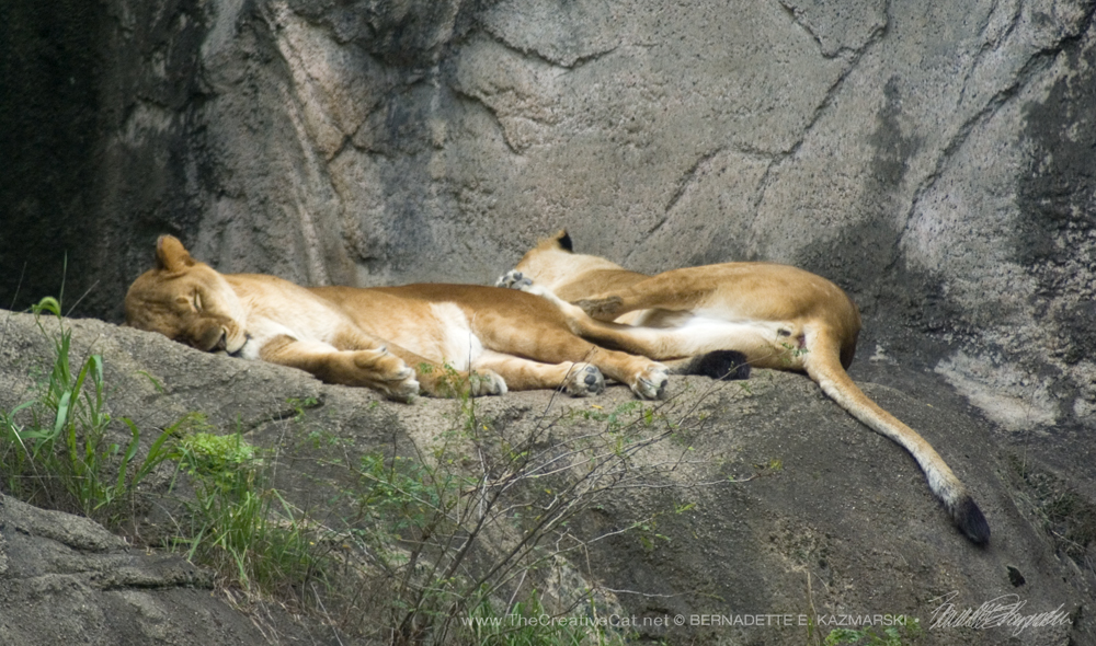 Lionesses having a nap at the Pittsburgh Zoo.