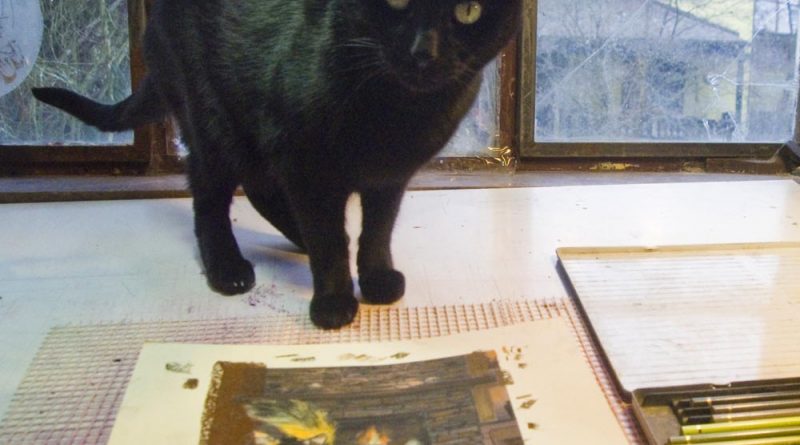 black cat looking at artwork