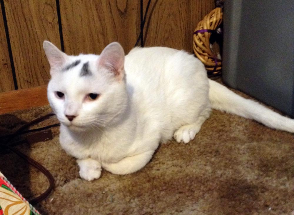 white cat with gray spots