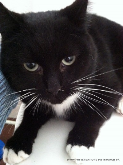 black and white cat fostercat