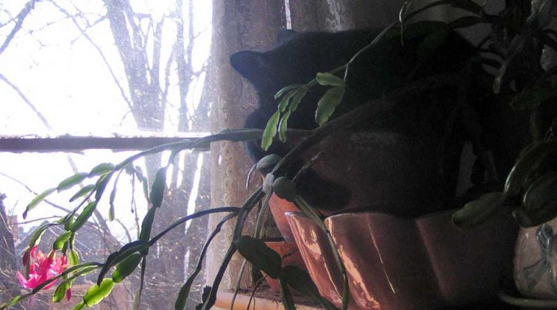 black cat in christmas cactus