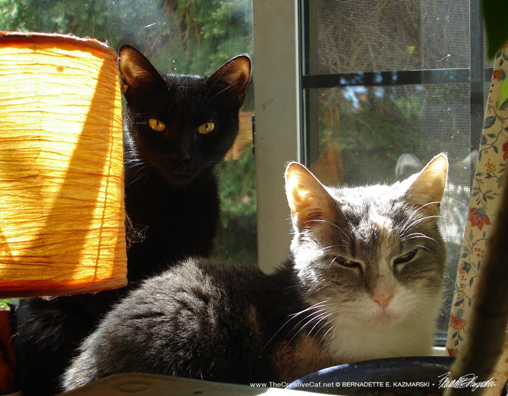 Lucy and Peaches enjoy the sun.