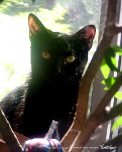 little black cat