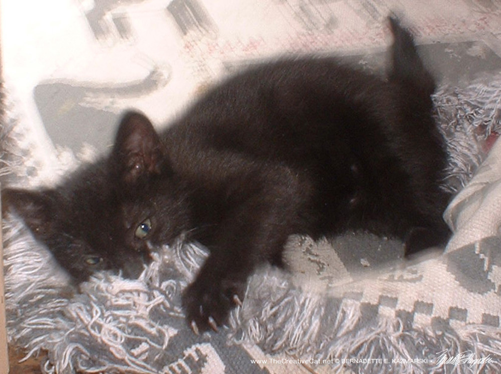 black cat on rug