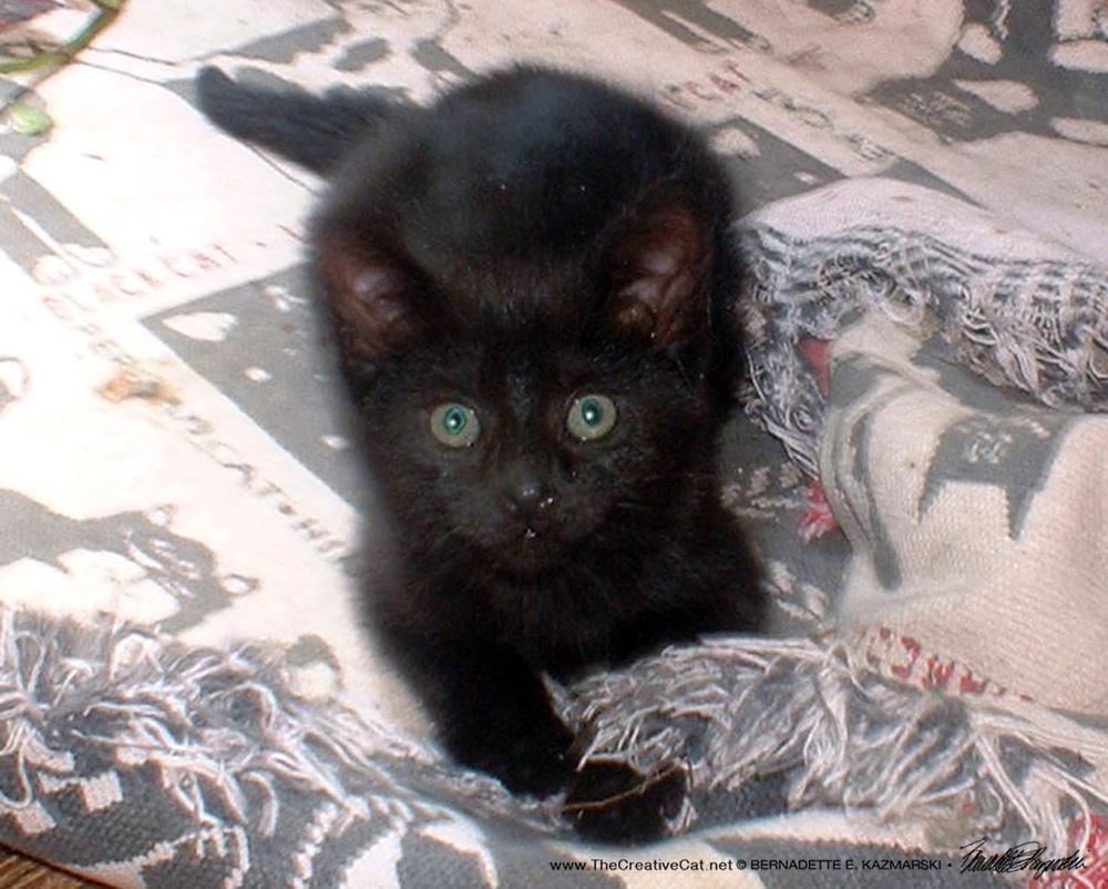black cat on rug