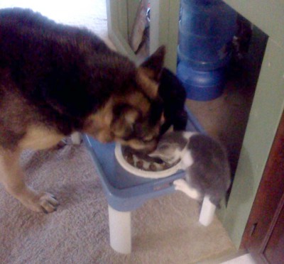 two kittens eating dog food