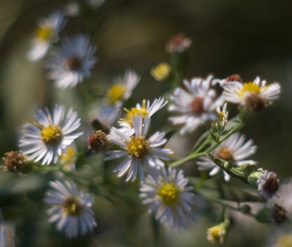 many-flowerd asters