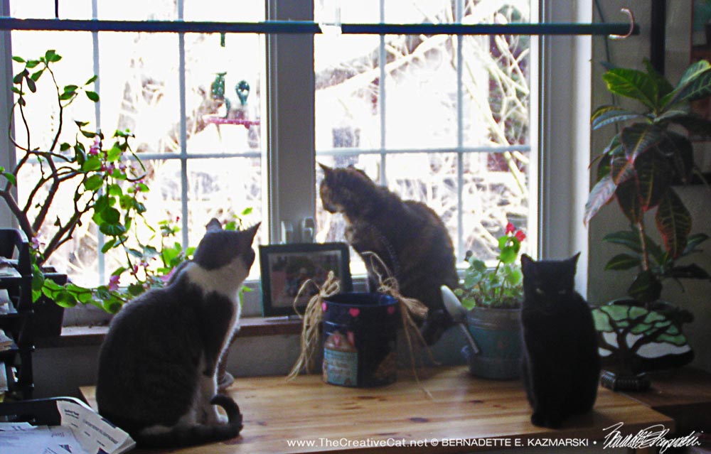 Namir, Cookie and Lucy enjoying the window while I enjoy them.