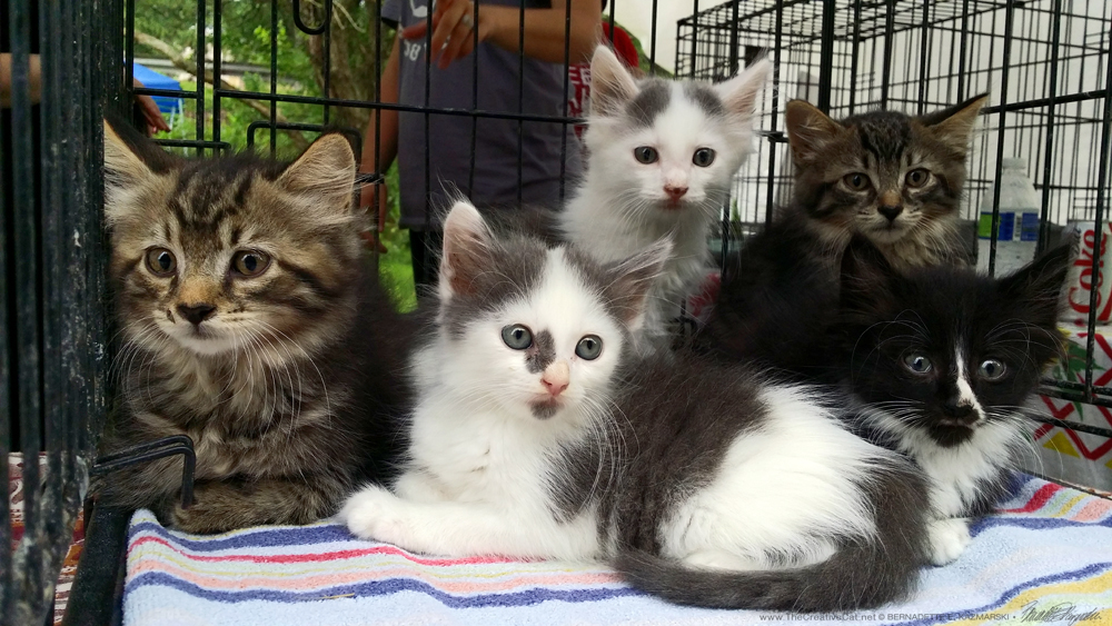 The whole beautiful litter of kittens, all medium-haired.