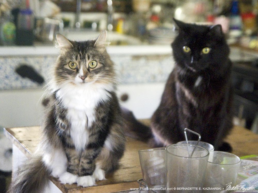 two cats in kitchen