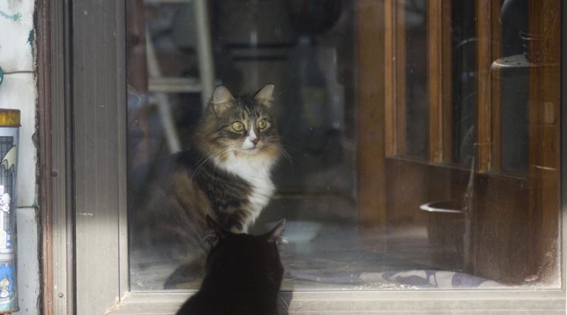two cats at door