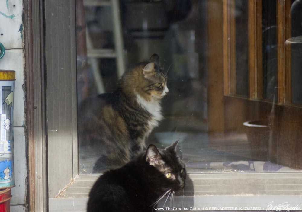two cats at door