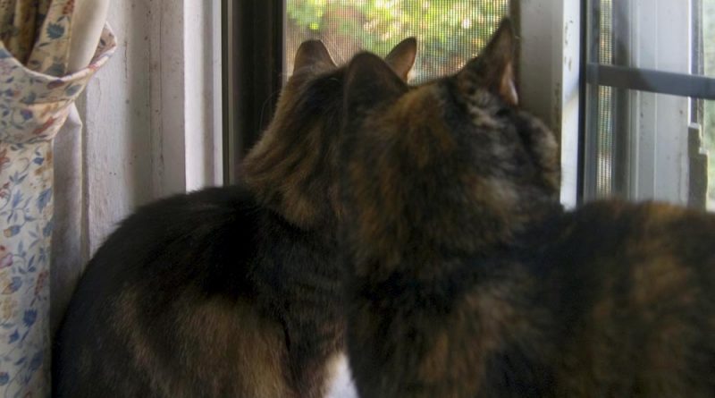 two cats at window