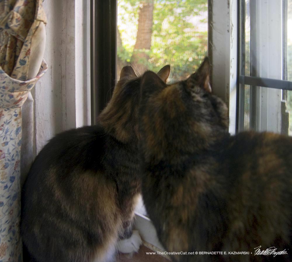 two cats at window