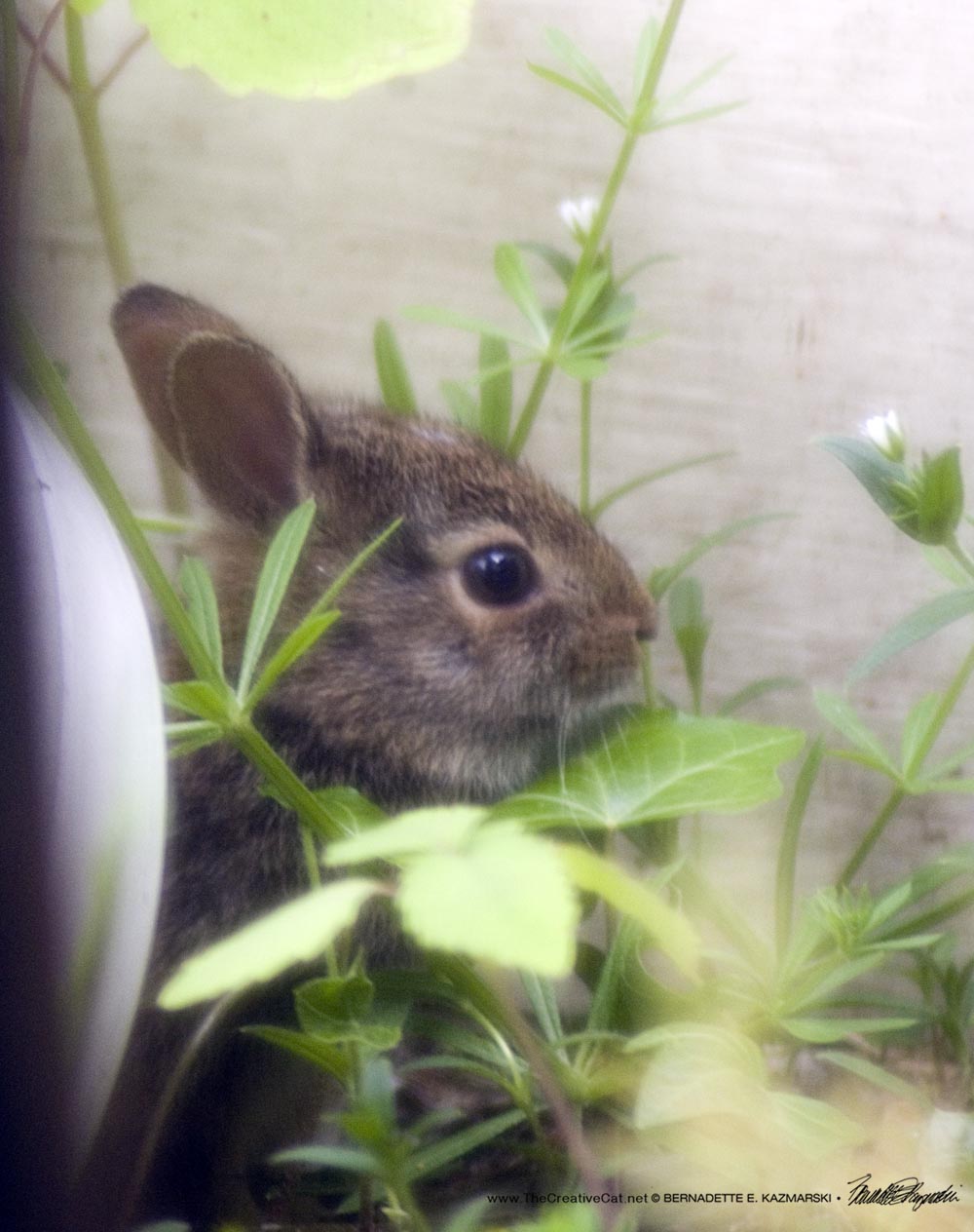 baby cottontail rabbit