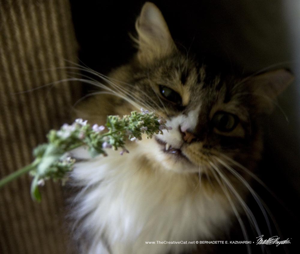 tabby and white cat with catnip