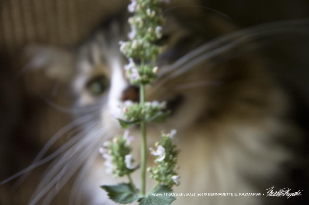 tabby and white cat with catnip