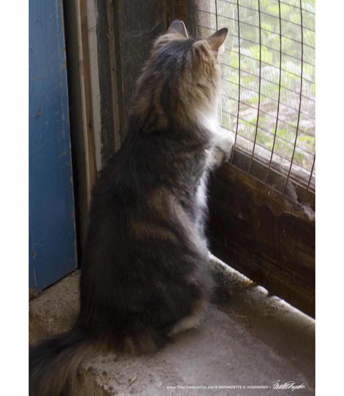 tabby and white cat at door