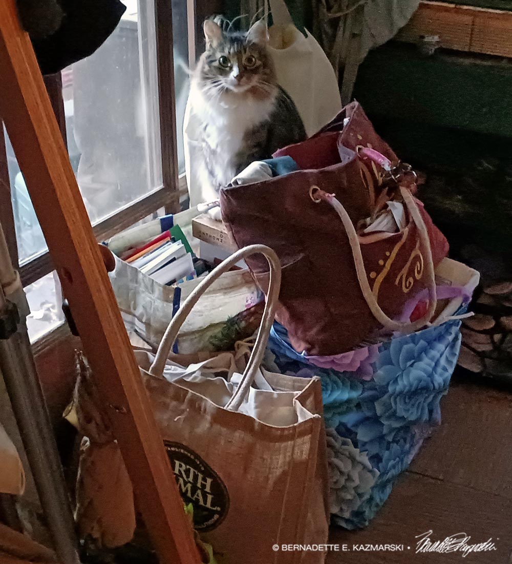 tabby and white cat on bags