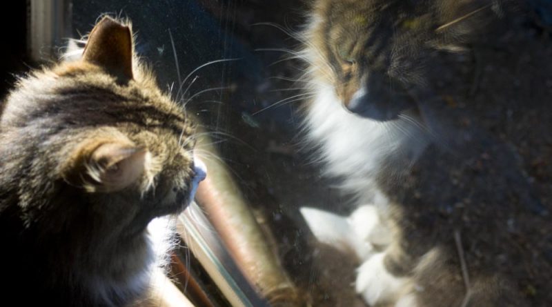 tabby and white cat reflected in doors