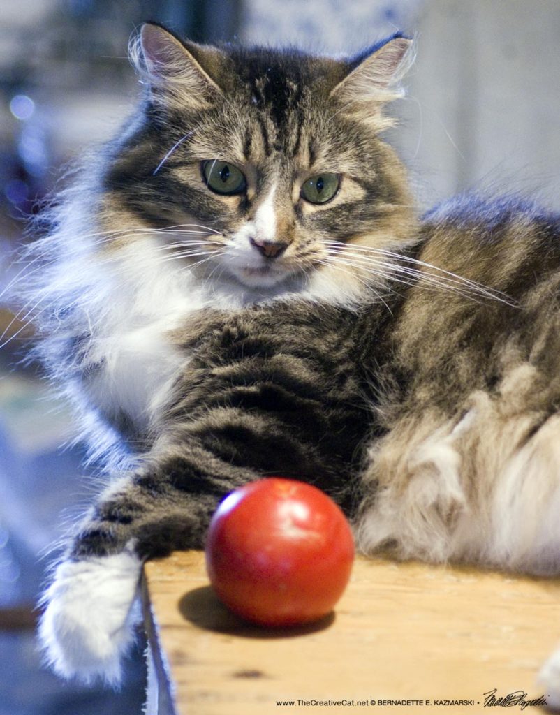 tabby and white cat with tomato