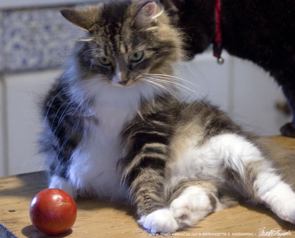 tabby cat with tomato