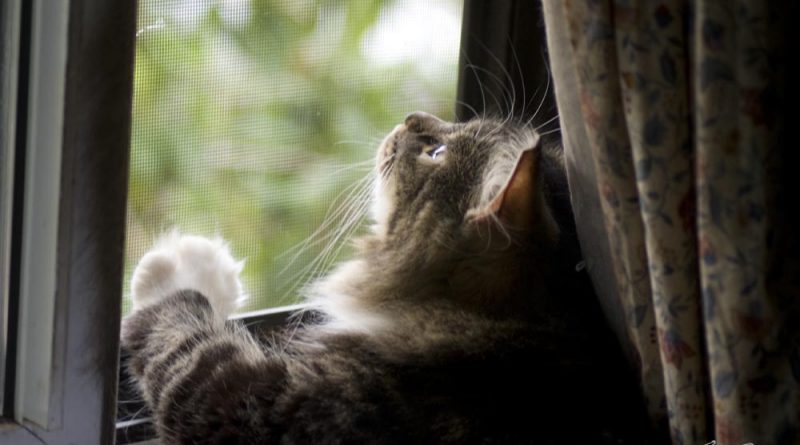tabby and white cat at window
