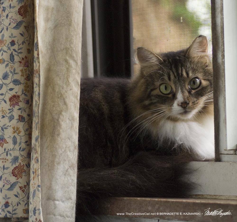 tabby cat at window