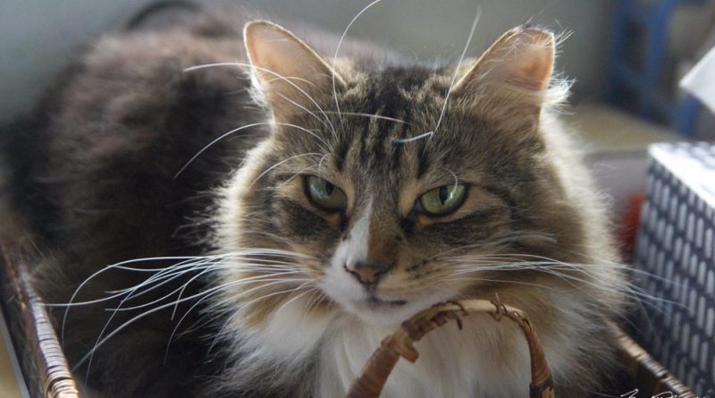 tabby and white cat with long whiskers