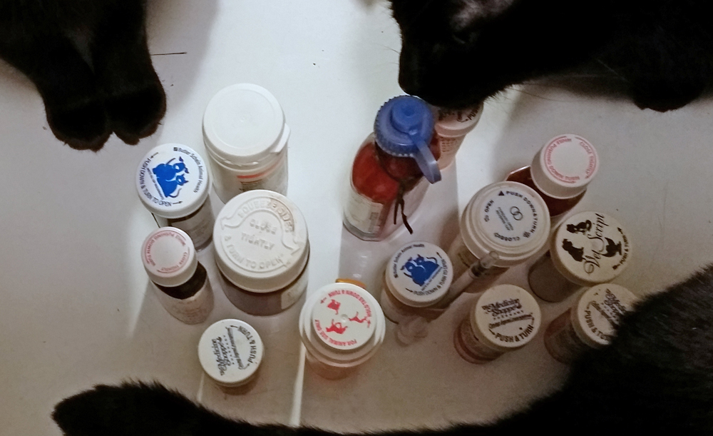 black cats with medication bottles