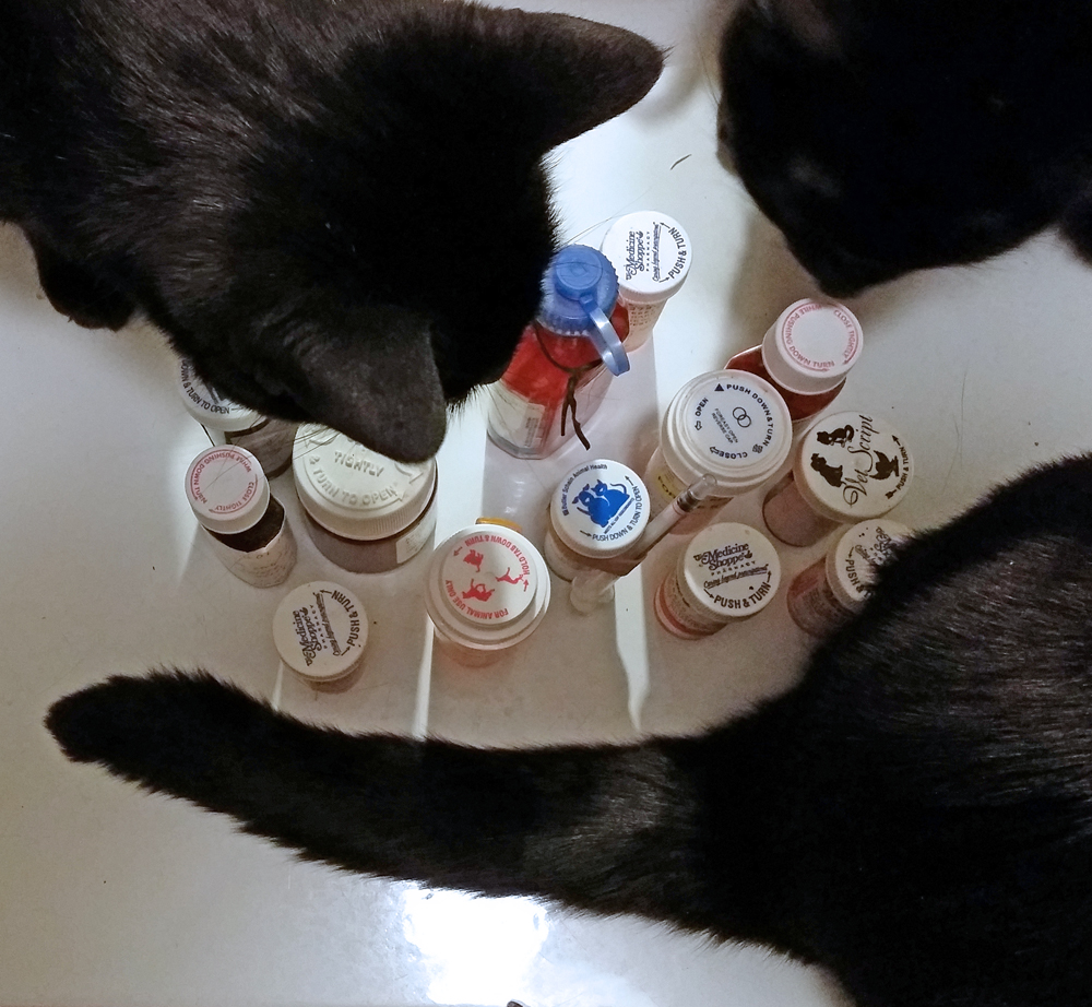 black cats with medications