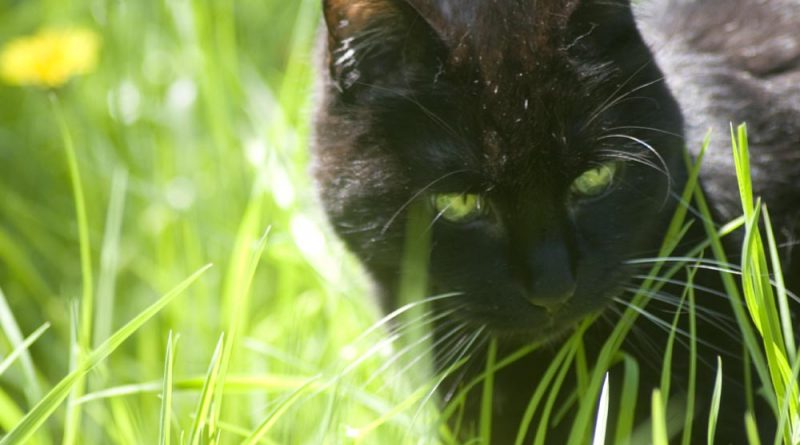 black cat prowling tall grass