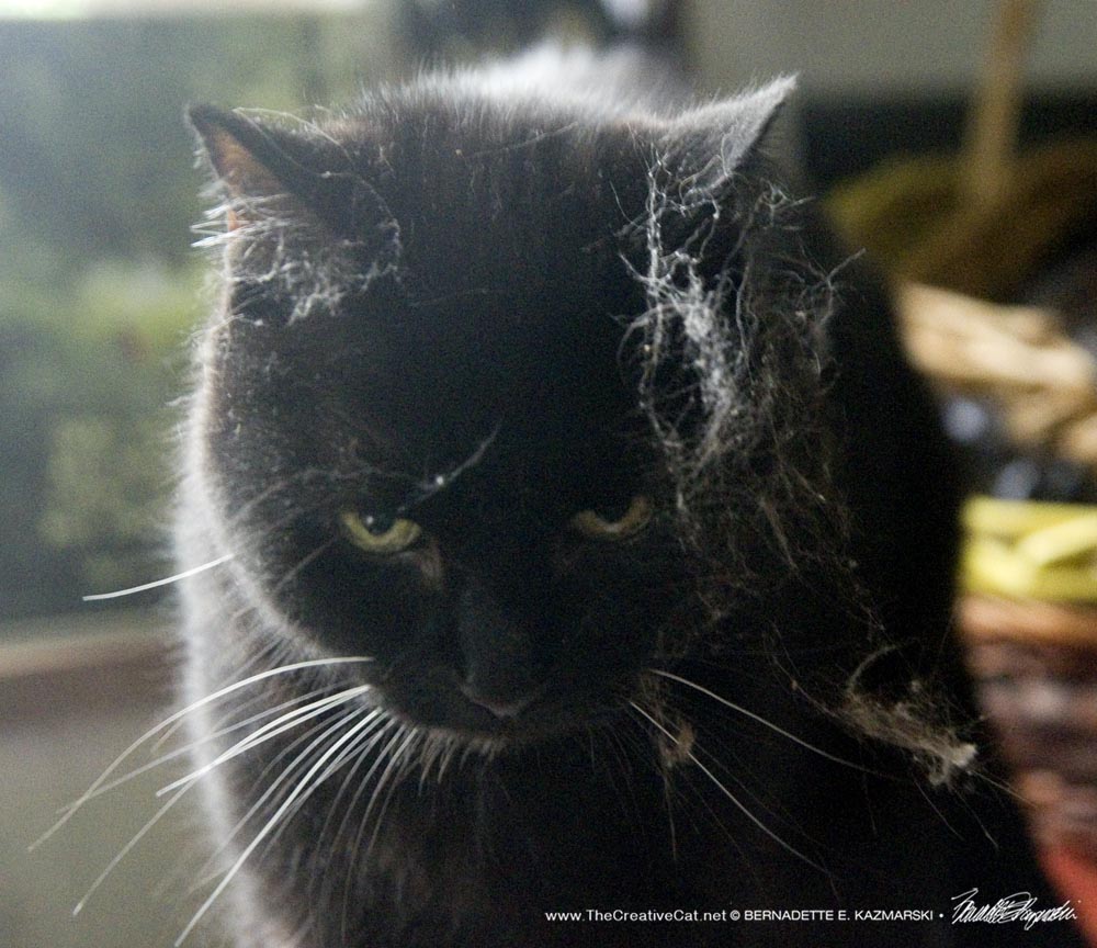 black cat with cobwebs on face