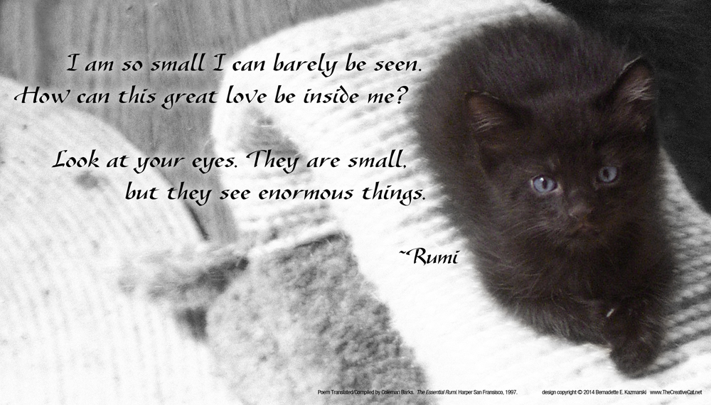 black kitten with rumi quote