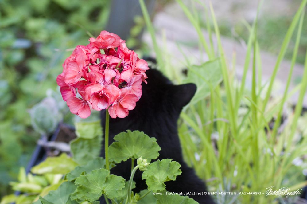black cat with pink geranium